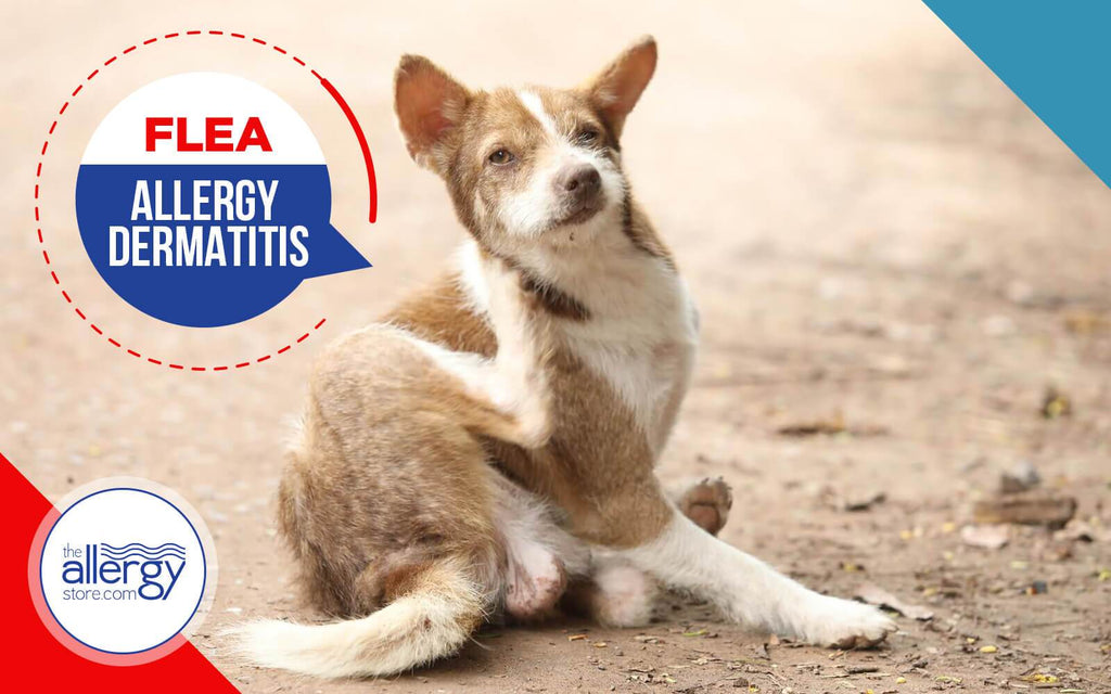 Flea Allergy Dermatitis