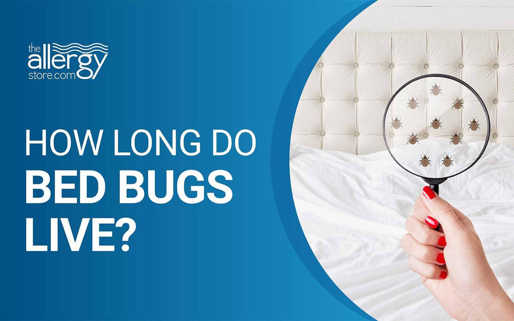 How Long Do Bed Bugs Live?